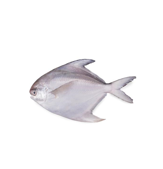 Frozen Silver White Pomfret Whole Fish For Sale 